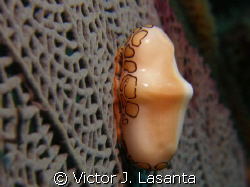 close -up -flamingo tongue at falling rock dive site in p... by Victor J. Lasanta 